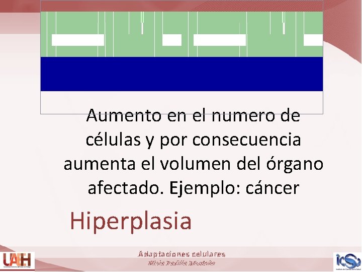 Aumento en el numero de células y por consecuencia aumenta el volumen del órgano