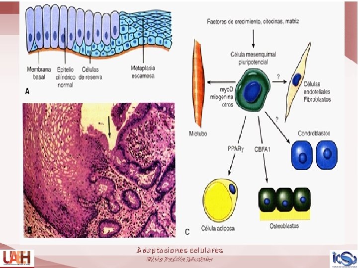 Adaptaciones celulares Silvia Padilla Montaño 
