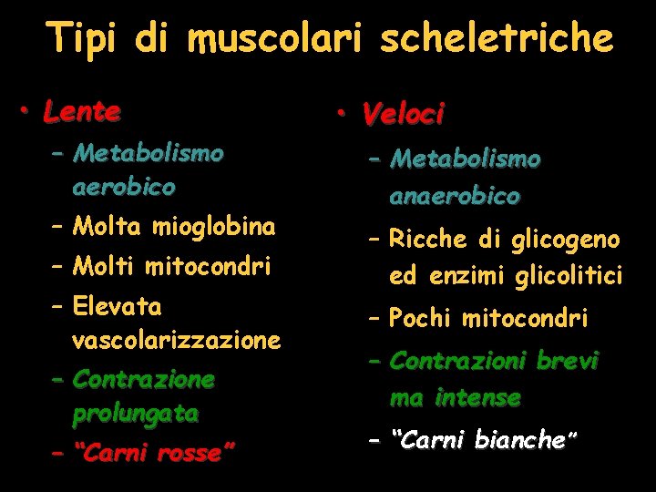 Tipi di muscolari scheletriche • Lente – Metabolismo aerobico – Molta mioglobina – Molti