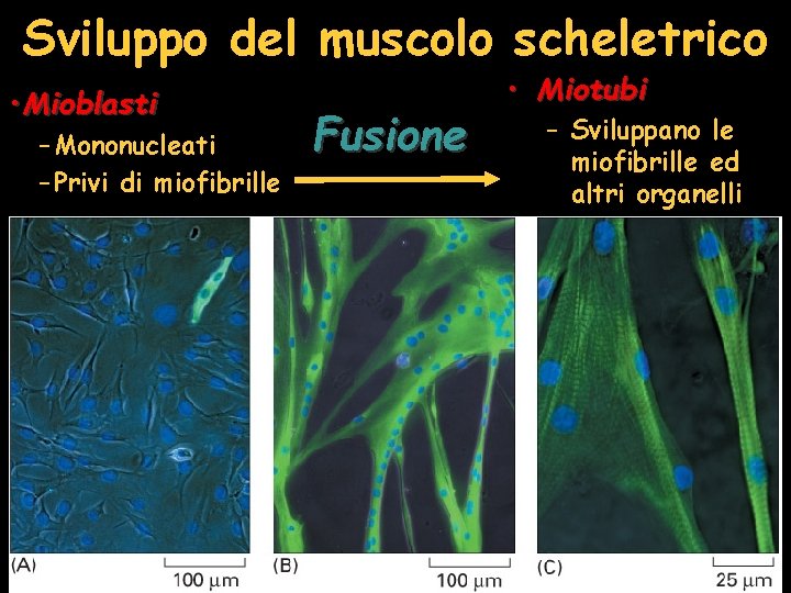 Sviluppo del muscolo scheletrico • Mioblasti – Mononucleati – Privi di miofibrille Fusione •