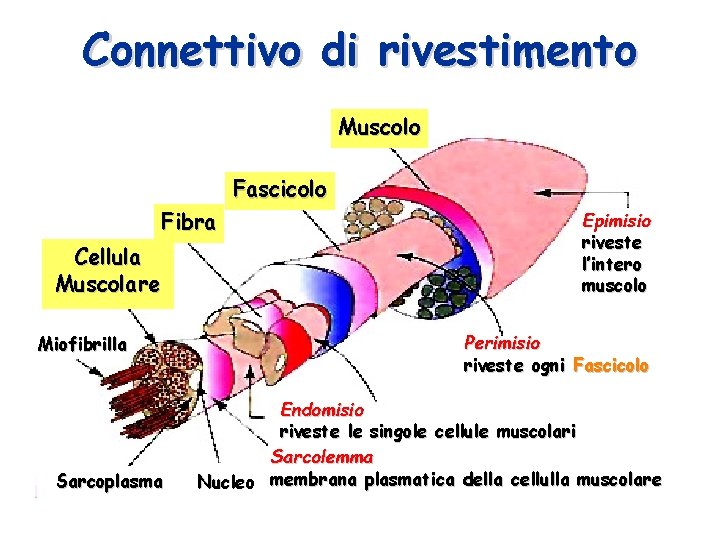 Connettivo di rivestimento Muscolo Fascicolo Fibra Cellula Muscolare Miofibrilla Sarcoplasma Epimisio riveste l’intero muscolo