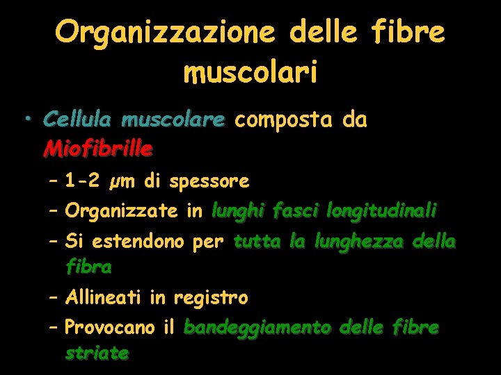 Organizzazione delle fibre muscolari • Cellula muscolare composta da Miofibrille – 1 -2 µm