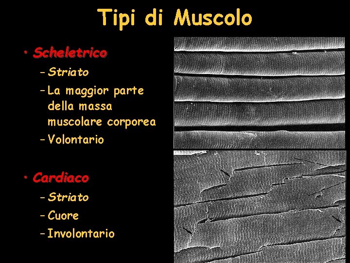 Tipi di Muscolo • Scheletrico – Striato – La maggior parte della massa muscolare