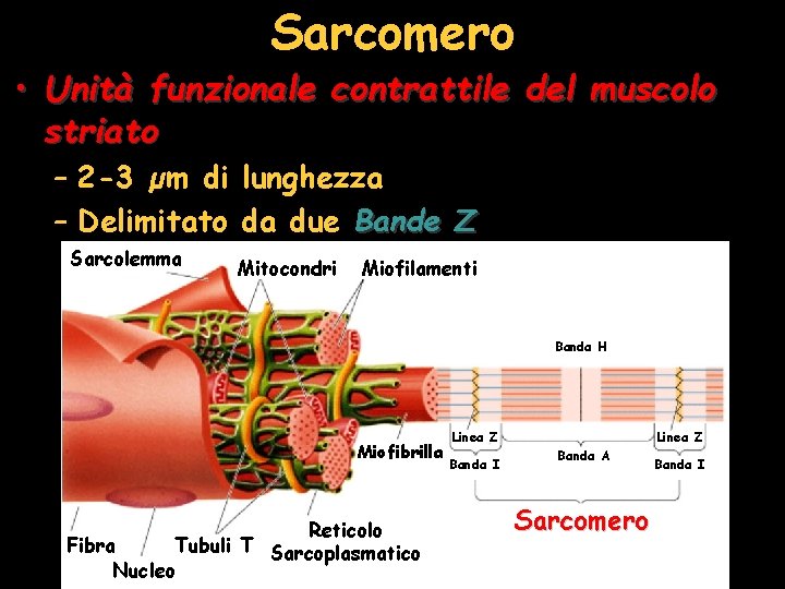Sarcomero • Unità funzionale contrattile del muscolo striato – 2 -3 µm di lunghezza