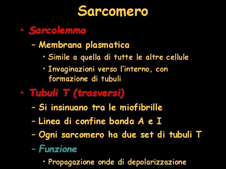 Sarcomero • Sarcolemma – Membrana plasmatica • Simile a quella di tutte le altre