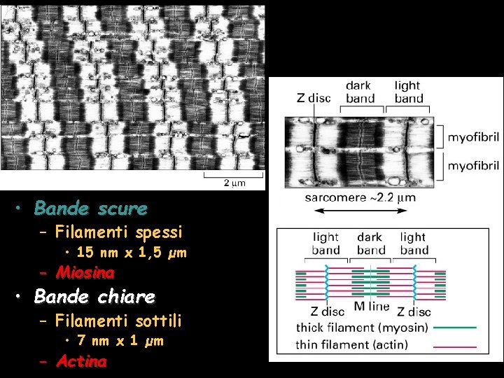  • Bande scure – Filamenti spessi • 15 nm x 1, 5 µm