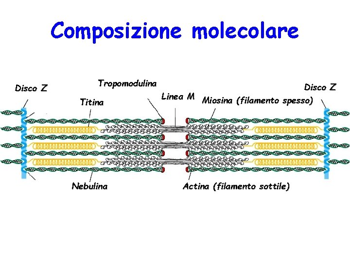 Composizione molecolare Disco Z Tropomodulina Titina Nebulina Disco Z Linea M Miosina (filamento spesso)