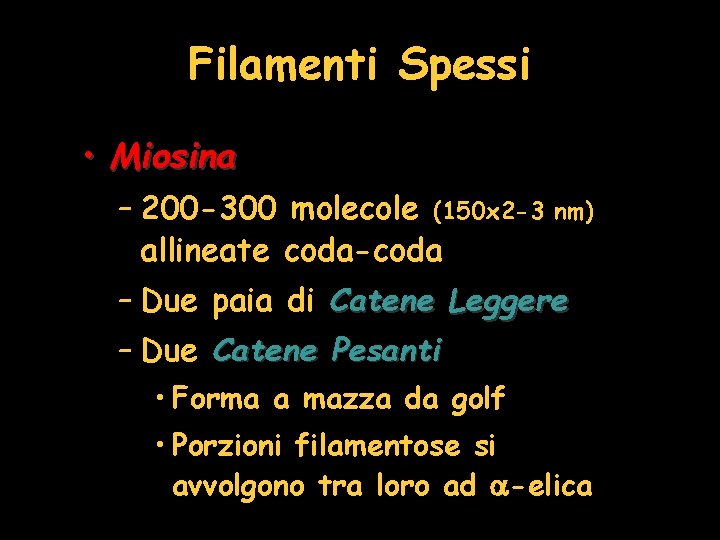 Filamenti Spessi • Miosina – 200 -300 molecole (150 x 2 -3 allineate coda-coda