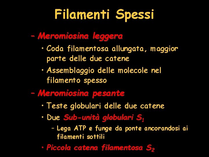 Filamenti Spessi – Meromiosina leggera • Coda filamentosa allungata, maggior parte delle due catene