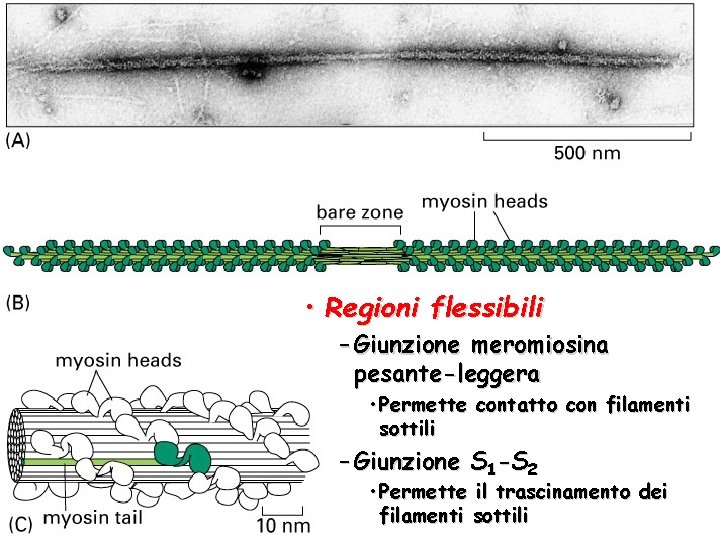  • Regioni flessibili – Giunzione meromiosina pesante-leggera • Permette contatto con filamenti sottili