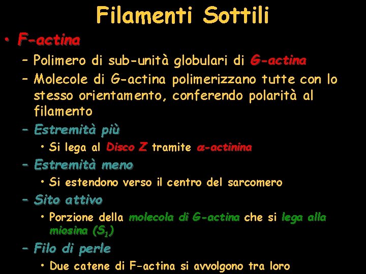  • F-actina Filamenti Sottili – Polimero di sub-unità globulari di G-actina – Molecole