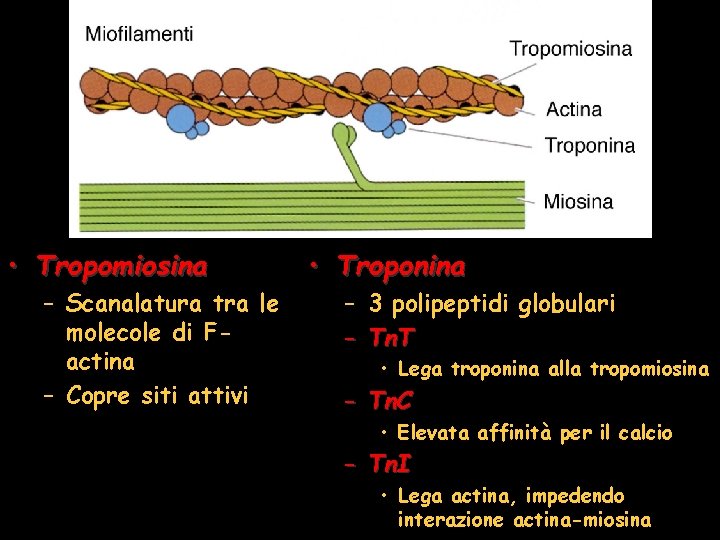  • Tropomiosina – Scanalatura tra le molecole di Factina – Copre siti attivi