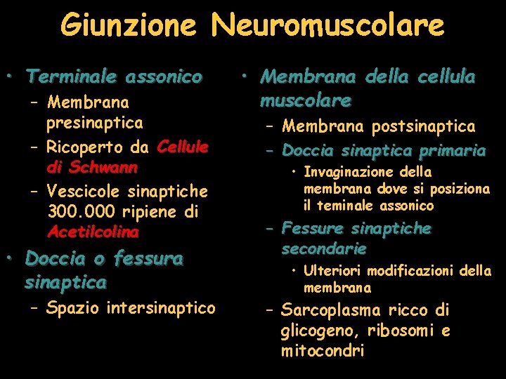 Giunzione Neuromuscolare • Terminale assonico – Membrana presinaptica – Ricoperto da Cellule di Schwann