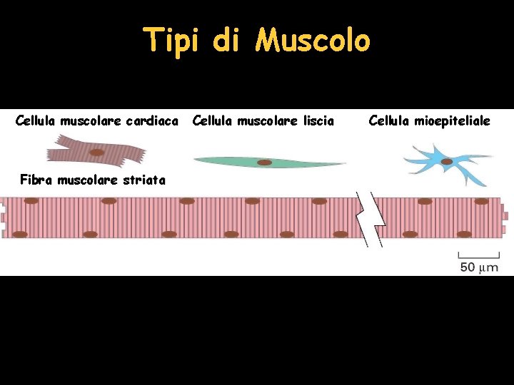 Tipi di Muscolo Cellula muscolare cardiaca Fibra muscolare striata Cellula muscolare liscia Cellula mioepiteliale