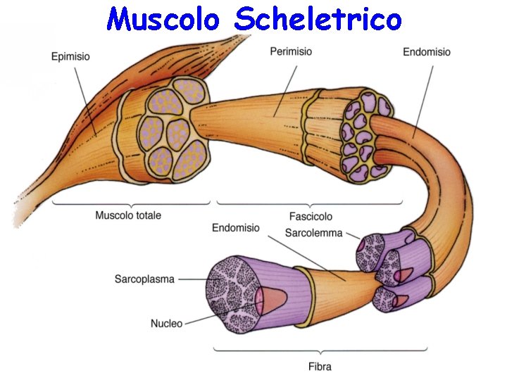 Muscolo Scheletrico 