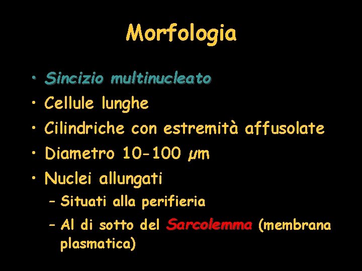 Morfologia • Sincizio multinucleato • Cellule lunghe • Cilindriche con estremità affusolate • Diametro
