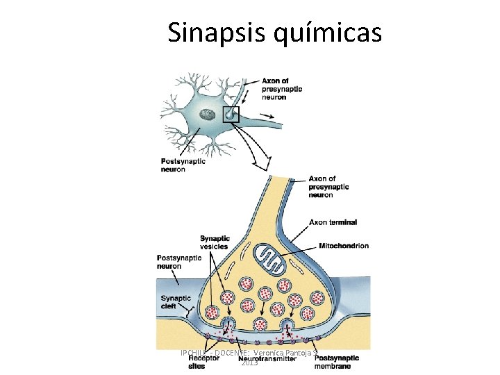 Sinapsis químicas IPCHILE - DOCENTE: Veronica Pantoja S. 2013 