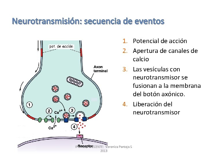 Neurotransmisión: secuencia de eventos 1. Potencial de acción 2. Apertura de canales de calcio