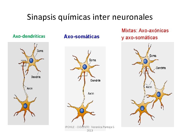 Sinapsis químicas inter neuronales Axo-dendríticas Axo-somáticas IPCHILE - DOCENTE: Veronica Pantoja S. 2013 Mixtas: