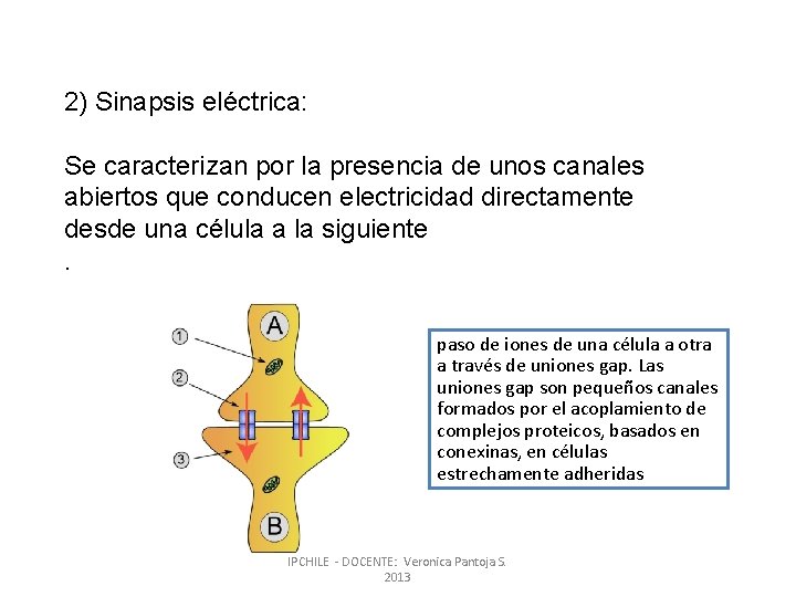2) Sinapsis eléctrica: Se caracterizan por la presencia de unos canales abiertos que conducen