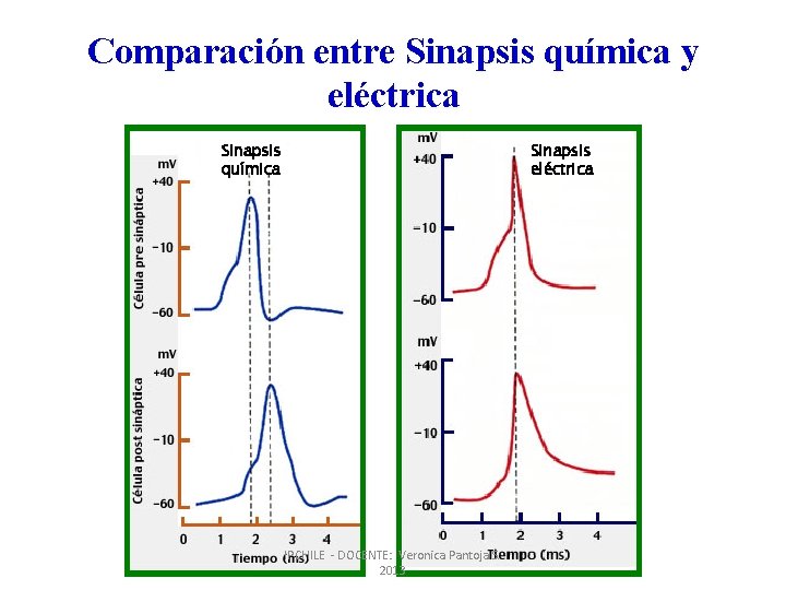 Comparación entre Sinapsis química y eléctrica Sinapsis química Sinapsis eléctrica IPCHILE - DOCENTE: Veronica