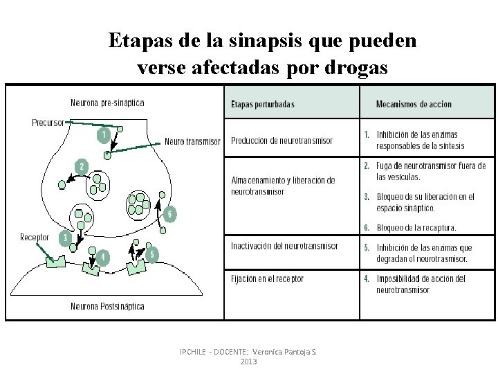 Etapas de la sinapsis que pueden verse afectadas por drogas IPCHILE - DOCENTE: Veronica