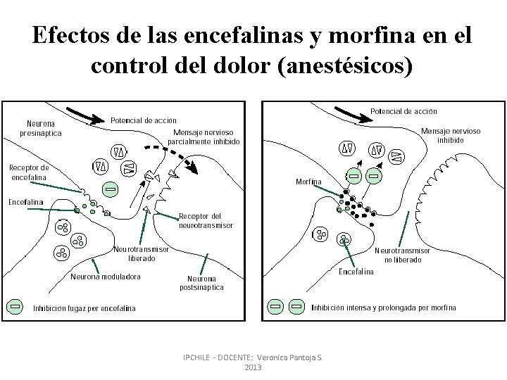 Efectos de las encefalinas y morfina en el control del dolor (anestésicos) IPCHILE -