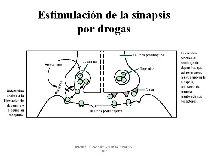 Estimulación de la sinapsis por drogas IPCHILE - DOCENTE: Veronica Pantoja S. 2013 