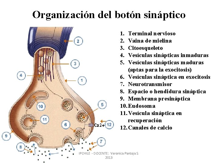 Organización del botón sináptico 1. 2. 3. 4. 5. Terminal nervioso Vaina de mielina