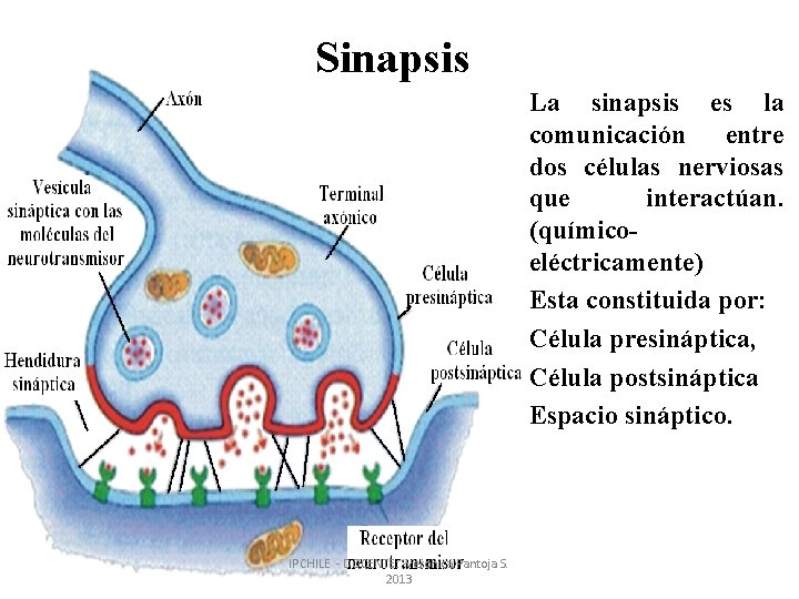 Sinapsis La sinapsis es la comunicación entre dos células nerviosas que interactúan. (químicoeléctricamente) Esta