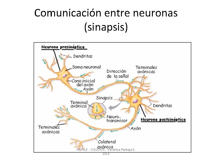 Comunicación entre neuronas (sinapsis) IPCHILE - DOCENTE: Veronica Pantoja S. 2013 