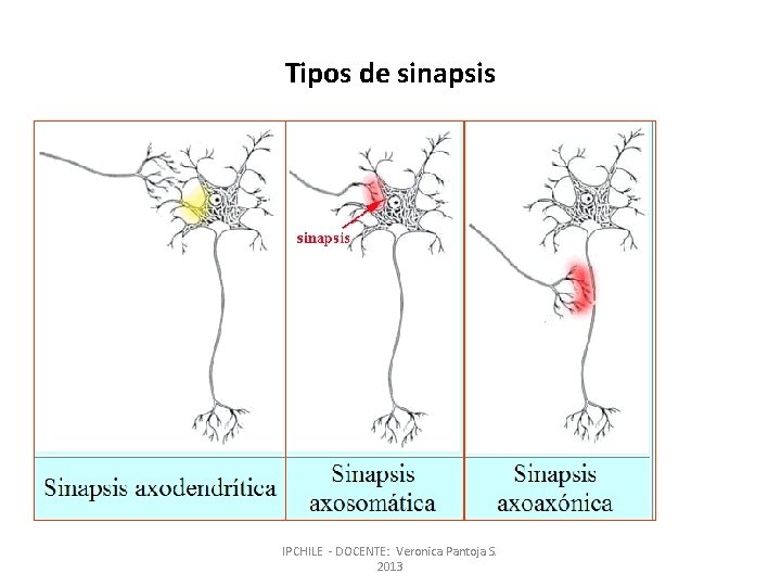 Tipos de sinapsis IPCHILE - DOCENTE: Veronica Pantoja S. 2013 