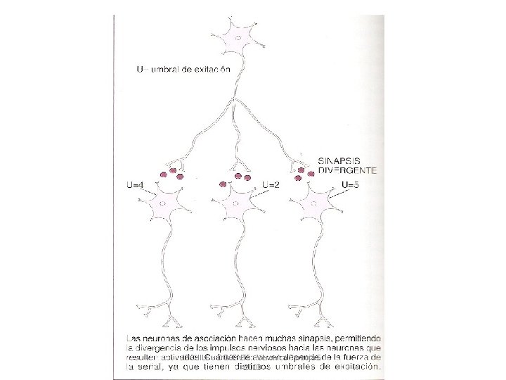 IPCHILE - DOCENTE: Veronica Pantoja S. 2013 