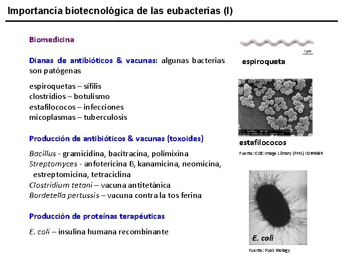 Importancia biotecnológica de las eubacterias (I) Biomedicina Dianas de antibióticos & vacunas: algunas bacterias