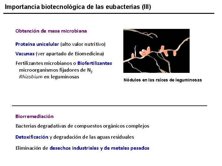 Importancia biotecnológica de las eubacterias (III) Obtención de masa microbiana Proteína unicelular (alto valor