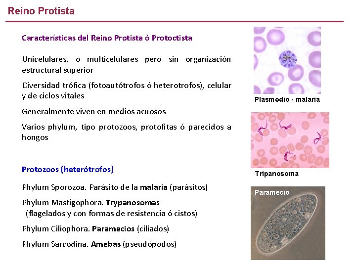 Reino Protista Características del Reino Protista ó Protoctista Unicelulares, o multicelulares pero sin organización