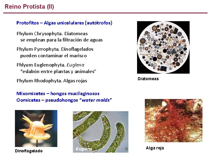 Reino Protista (II) Protofitos – Algas unicelulares (autótrofos) Phylum Chrysophyta. Diatomeas se emplean para