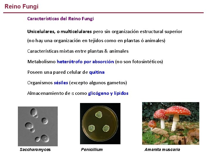 Reino Fungi Características del Reino Fungi Unicelulares, o multicelulares pero sin organización estructural superior