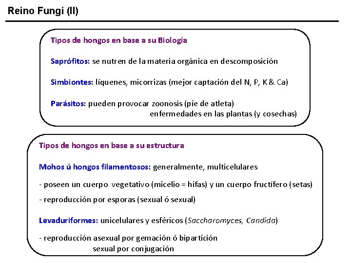 Reino Fungi (II) Tipos de hongos en base a su Biología Saprófitos: se nutren