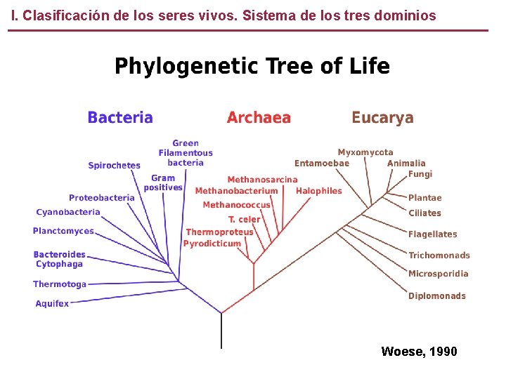 04 Clasificacin de los seres vivos Vernica Gonzlez