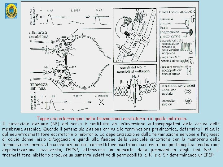 Tappe che intervengono nella trasmissione eccitatoria e in quella inibitoria. Il potenziale d’azione (AP)