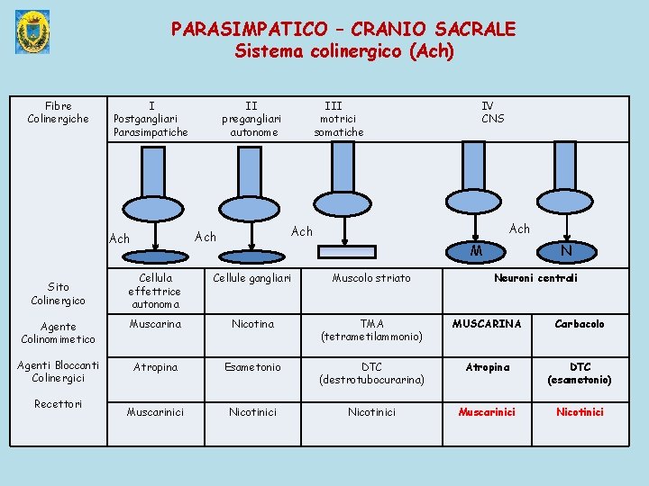 PARASIMPATICO – CRANIO SACRALE Sistema colinergico (Ach) Fibre Colinergiche I Postgangliari Parasimpatiche II pregangliari