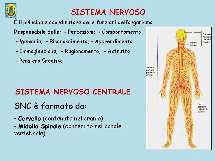 SISTEMA NERVOSO È il principale coordinatore delle funzioni dell’organismo. Responsabile delle: - Percezioni; -