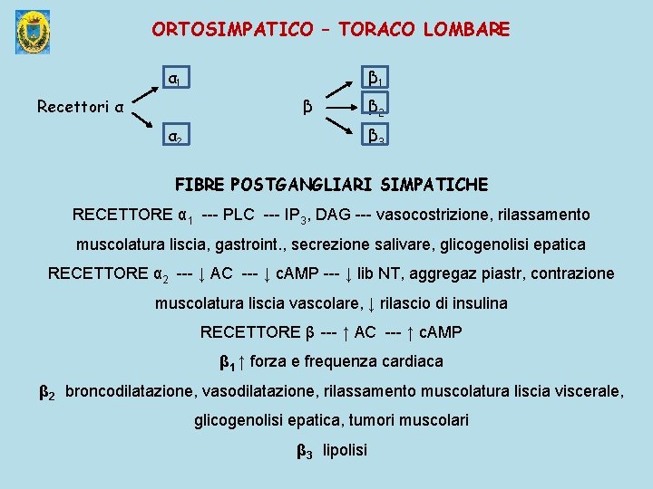 ORTOSIMPATICO – TORACO LOMBARE α 1 Recettori α β 1 β α 2 β