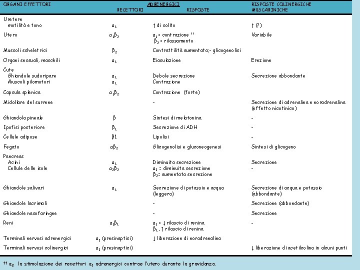 ORGANI EFFETTORI Uretere motilità e tono Utero RECETTORI α 1 β 2 ADRENERGICI RISPOSTE