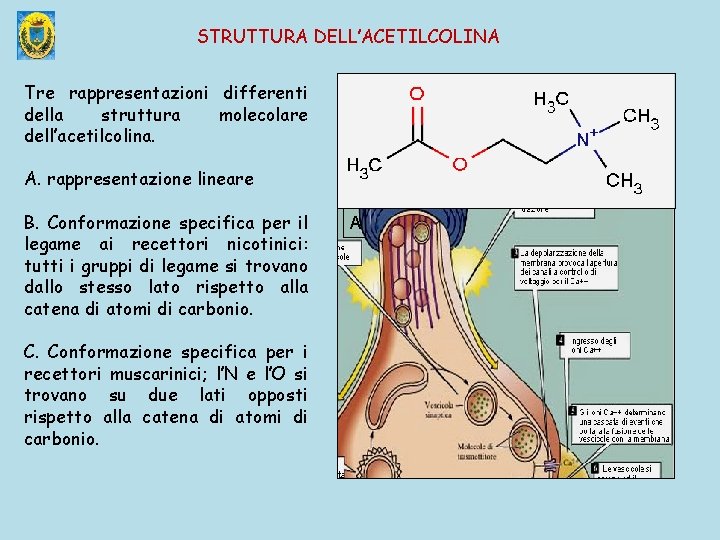 STRUTTURA DELL’ACETILCOLINA Tre rappresentazioni differenti della struttura molecolare dell’acetilcolina. A. rappresentazione lineare B. Conformazione