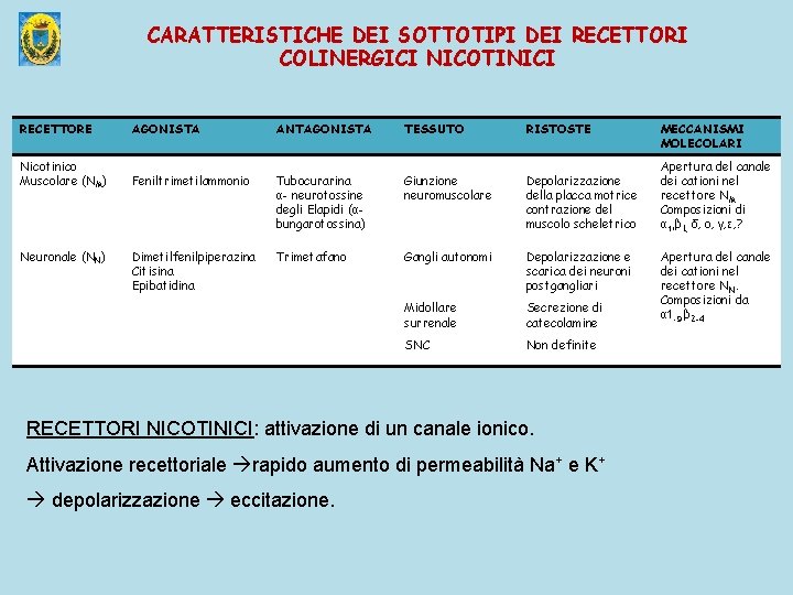 CARATTERISTICHE DEI SOTTOTIPI DEI RECETTORI COLINERGICI NICOTINICI RECETTORE AGONISTA ANTAGONISTA TESSUTO RISTOSTE Nicotinico Muscolare