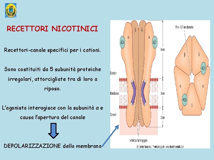 RECETTORI NICOTINICI Recettori-canale specifici per i cationi. Sono costituiti da 5 subunità proteiche irregolari,