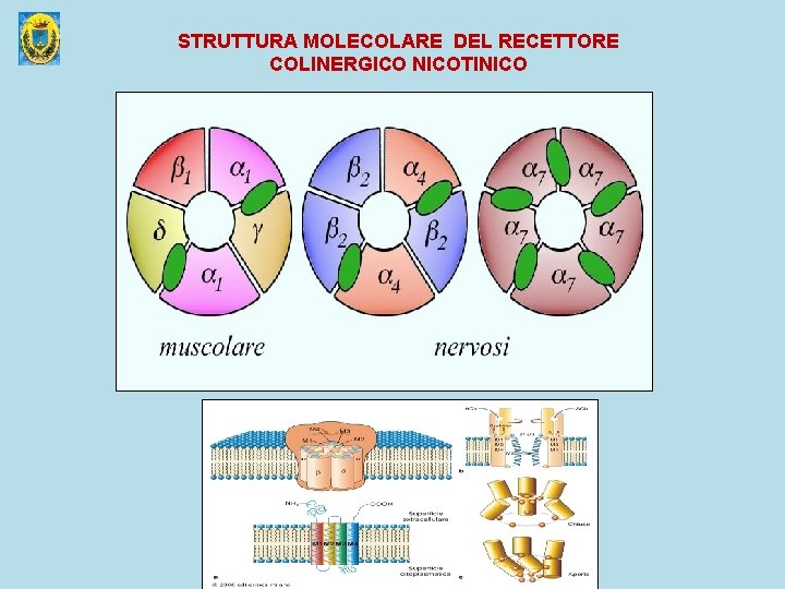STRUTTURA MOLECOLARE DEL RECETTORE COLINERGICO NICOTINICO Farmacologia Speciale A. A. 2008 -2009 