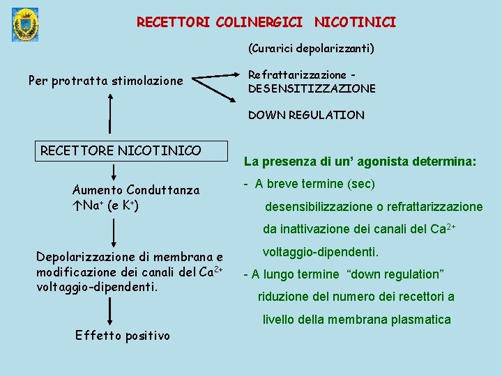 RECETTORI COLINERGICI NICOTINICI (Curarici depolarizzanti) Per protratta stimolazione Refrattarizzazione DESENSITIZZAZIONE DOWN REGULATION RECETTORE NICOTINICO